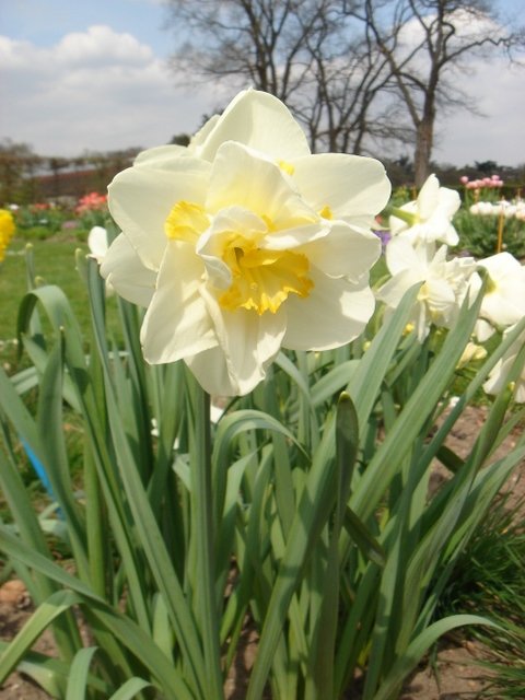 Narcissus double 'Unique' PB 12